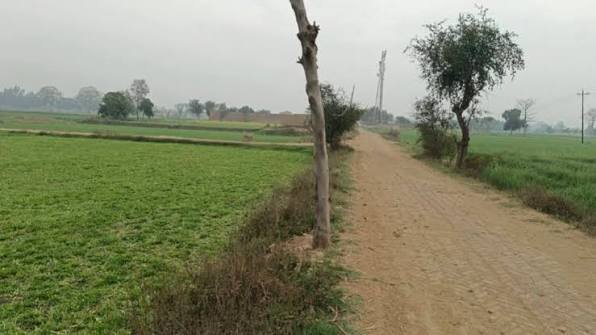 Farming in Punjab — green fields of Pakistan agriculture